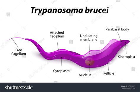 Trypanosoma Brucei Gambiense Cell Structure Labeled: Stockillustration 283926653 | Shutterstock