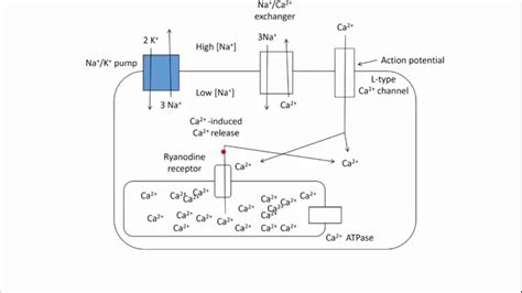 Digoxin - Mechanism of Action - YouTube