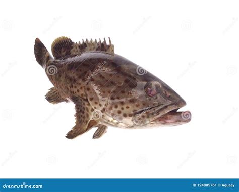 Giant grouper fish stock image. Image of isolated, malabar - 124885761