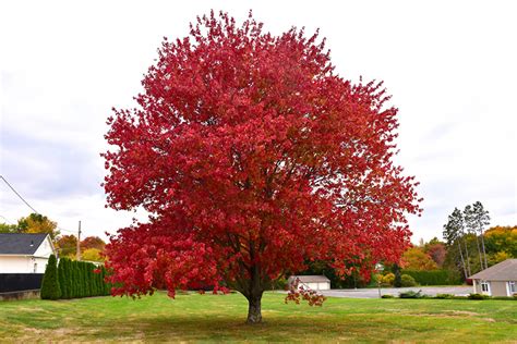 Red Maple (Acer rubrum) in Long Island Westbury Nassau County Jericho Mineola New York NY at ...
