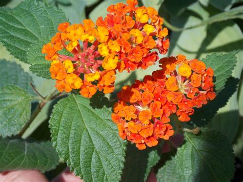 Lantana camara L. | Colombian Plants made accessible