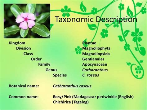 Ethnobotany - Plant Taxonomy Chichirica (Catharanthus roseus)