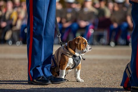 DVIDS - Images - MCRD San Diego Mascot Relief and Appointment [Image 10 ...