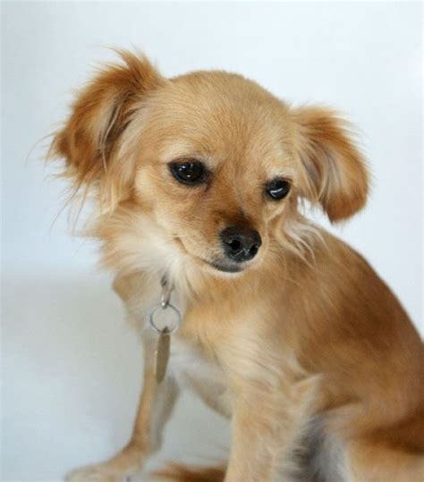 Long Hair Chihuahua Mix | I love dogs, Chihuahua mix, Chihuahua