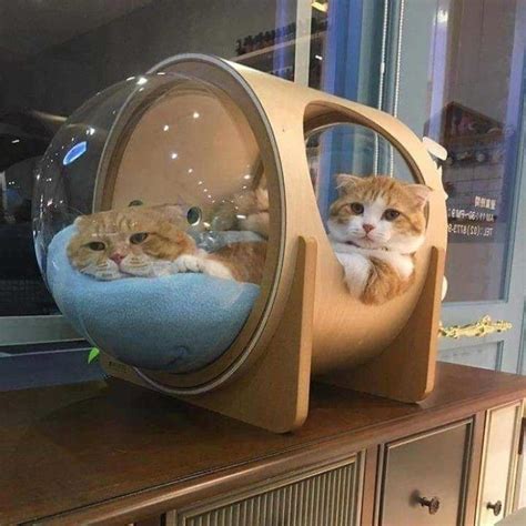 This Company Creates Spaceship-Inspired Cat Beds And It Costs $97 | Cat bed, Cool cat beds, Cat ...