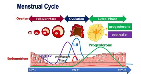 Menstrual cycle | You and Your Hormones from the Society for Endocrinology