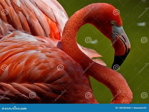 Flamingo close up stock photo. Image of beauty, abstract - 138785458