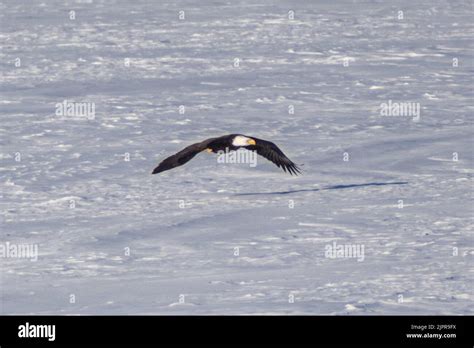 Wild bald eagle seen flying with snow in background Stock Photo - Alamy