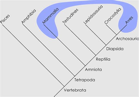 Autapomorphy, polyphyly, Apomorfi, paraphyly, holophyly, taxonomic Rank, creative Crows, clade ...