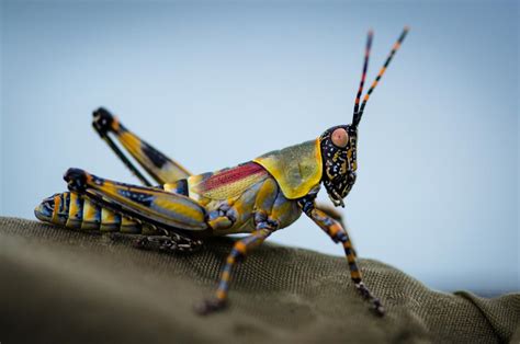 Wild Facts Sabi Sabi Private Game Reserve | Elegant grasshopper