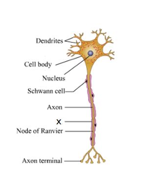 Nerve Cell Diagram