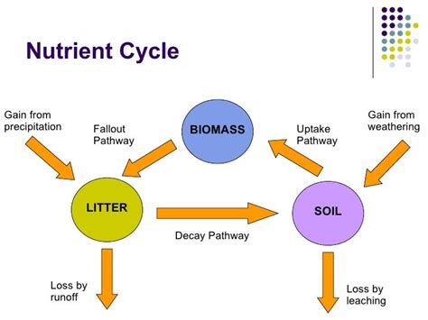 Ecosystems 3 Nutrient Cycle