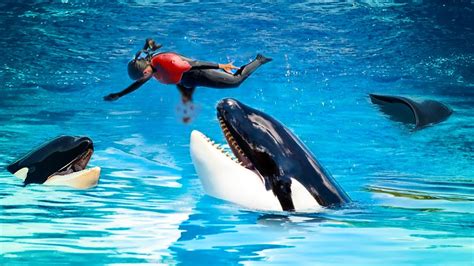 The Sinister Truth Behind Tilikum the Killer Whale | A SeaWorld Orca ...