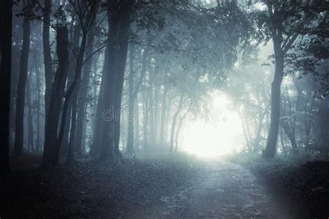 Path To Light Through A Dark Forest At Night Stock Photo - Image of ...