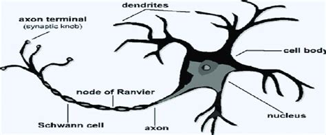 1 depicts a nerve cell consisted of synapse, axon, soma and dendrites ...