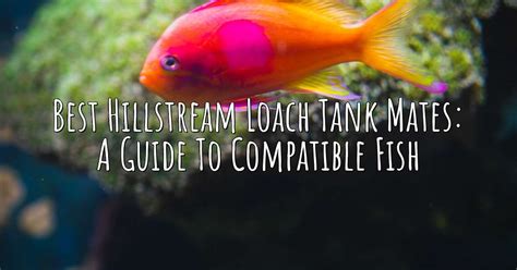 Best Hillstream Loach Tank Mates: A Guide to Compatible Fish – Aqua Revolt