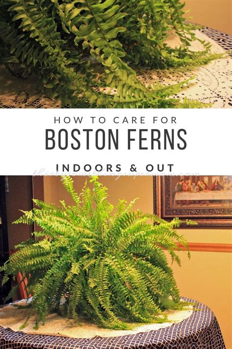 How To Care For Ferns Indoors - KALECUP