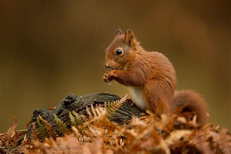 128 Animals Enjoying The Magic Of Autumn | Bored Panda