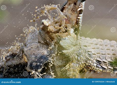 Beautiful Shot of an Alligator with Its Mouth Open and a Burred ...