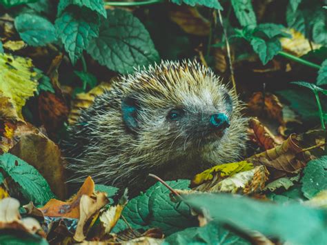 Hedgehog Rescue Dublin