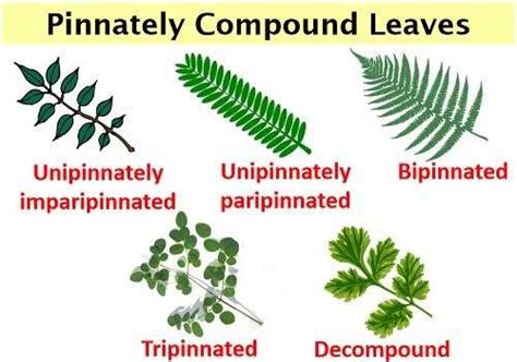 Pinnate Leaf: Definition, Structure, And Examples - [Updated November ...