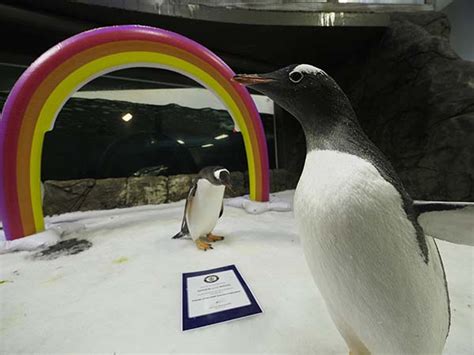 SEA LIFE Sydney Aquarium’s male-male penguin couple go to Mardi Gras 2021 - Australasian Leisure ...