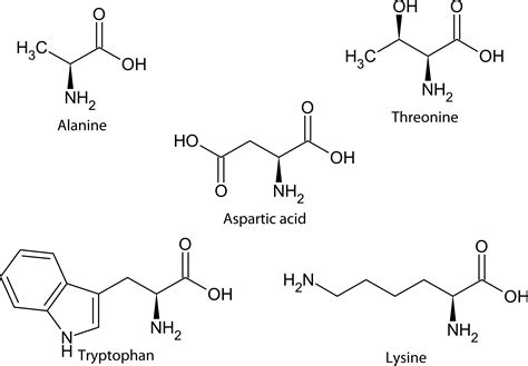 Amino Acid Classification and Structure ( Read ) | Chemistry | CK-12 Foundation