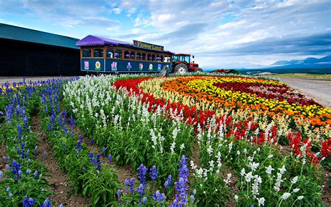 Flower Land Kamifurano | POP JAPAN