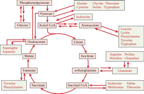 Connections of Carbohydrate, Protein, and Lipid Metabolic Pathways ...