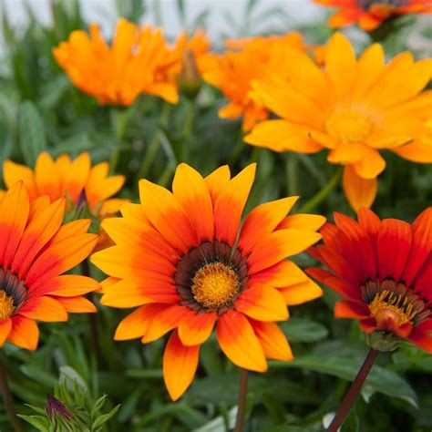 Buy 40 plus 20 FREE plug plants Gazania 'Sunburst Mixed'