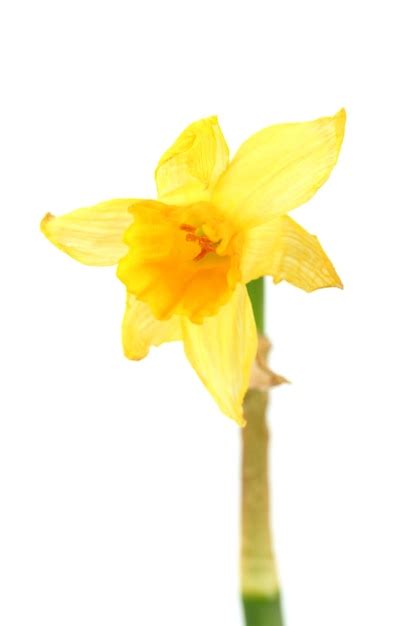 Premium Photo | Beautiful yellow daffodils isolated on white