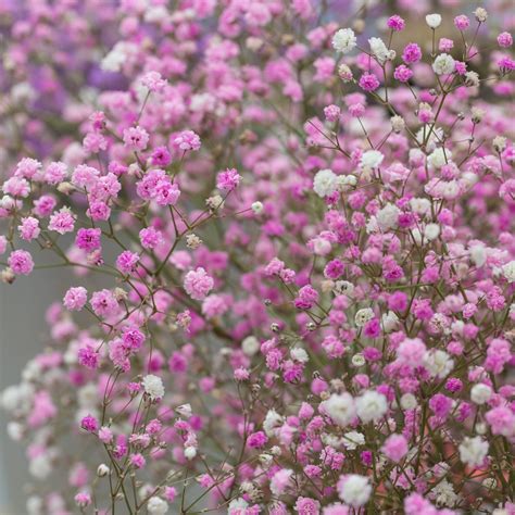 Gypsophila Paniculata Plants for Sale | Baby's Breath Pink – Easy To ...