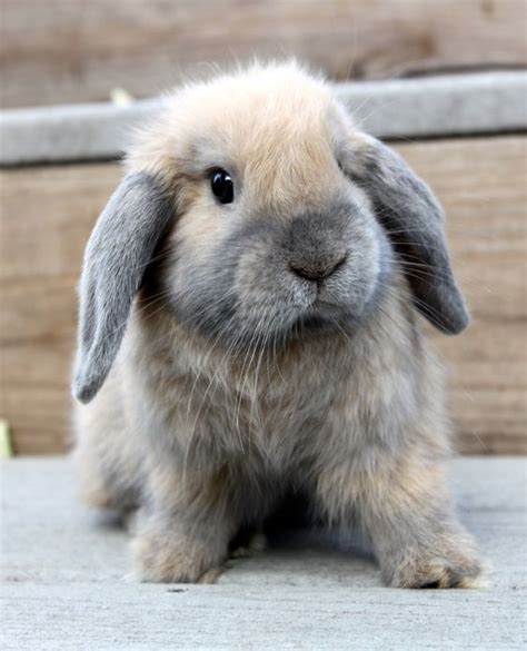 Holland Lop | Rabbit | Information,Pictures,History and Health ...