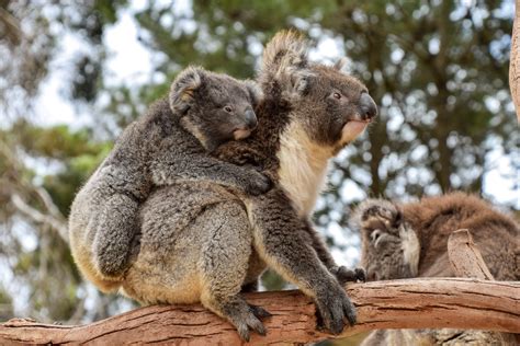 Can't Miss On KI: Kangaroo Island Wildlife Park - Explore Shaw