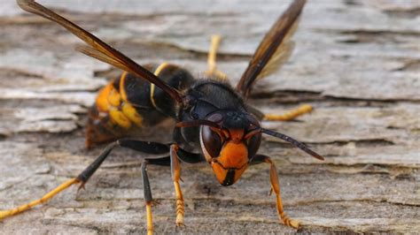 Yellow legged hornet Asian hornet Vespa velutina found in Georgia ...