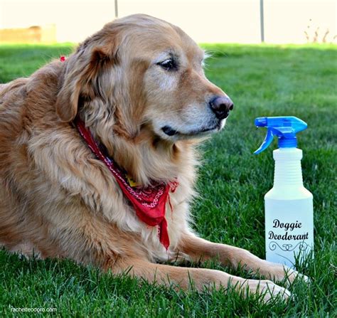 14 Homemade Deodorant Spray for Dogs | DIY Dog Deodorant ⋆ Bright Stuffs