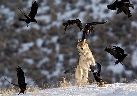 The Wolves of Yellowstone – Intelligent Travel - Protect The Wolves™