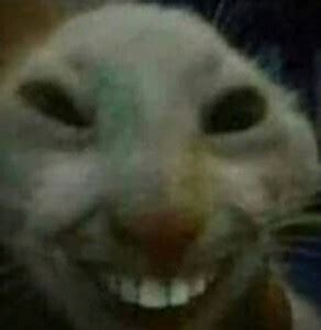 Create meme "smiling cat meme, cat smiles meme with teeth, the meme cat ...