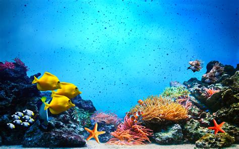 Underwater Scene. Coral Reef, Fish Groups In Clear Ocean Water : Wallpapers13.com