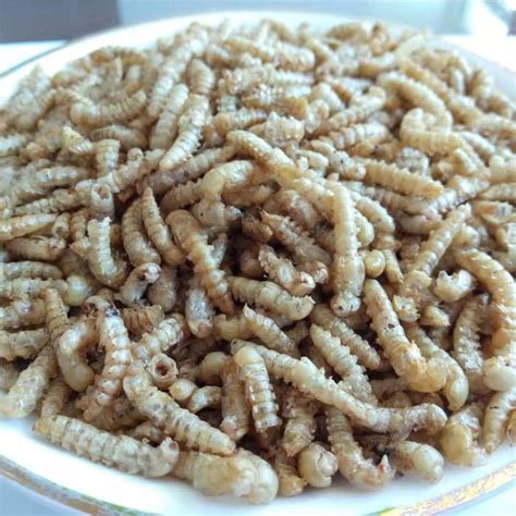 Dried Mealworm pupa for private label health products,China price ...