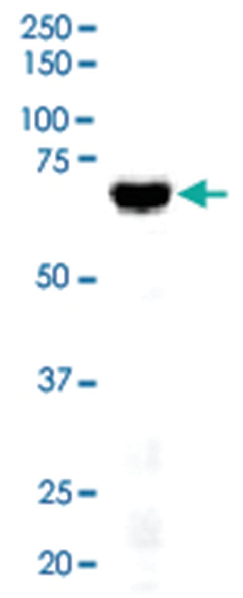 ANTI-DLL4 ANTIBODY 100UG