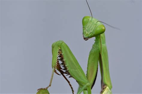 Giant Praying Mantis