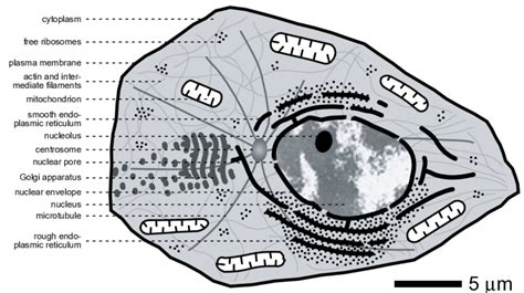 The mammalian cell. Example of a typical mammalian cell depicting a... | Download Scientific Diagram