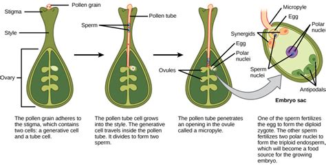 Double Fertilization | Biology for Majors II