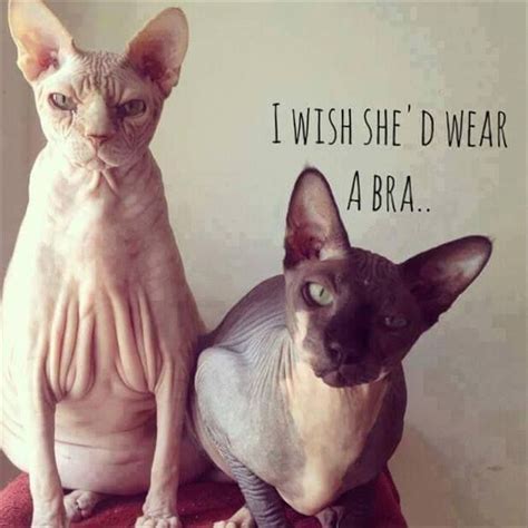 I wish she'd wear a bra... | Funny animal pictures, Funny animals, Cats