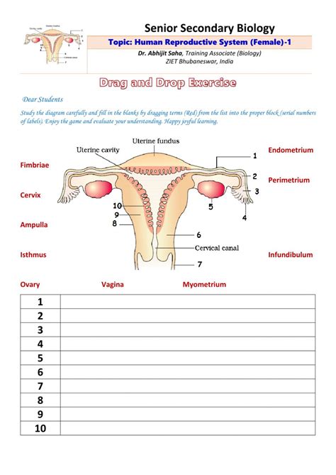 Anatomy Of The Female Reproductive System Worksheet Answers | Anatomy ...