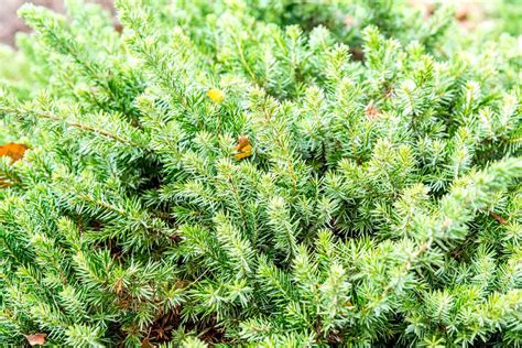 Growing the Shore Juniper in the Home Garden