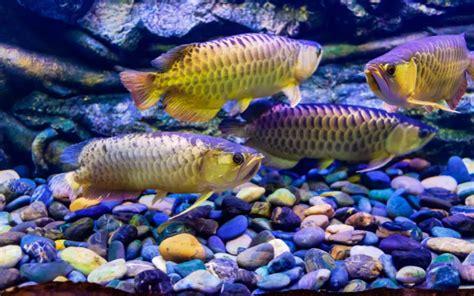 20 Best Arowana Tank Mates (With Pictures) - AquariumNexus