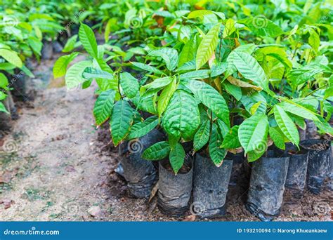 Seedlings of Cocoa Trees in the Nursery Stock Photo - Image of cocoa, agriculture: 193210094