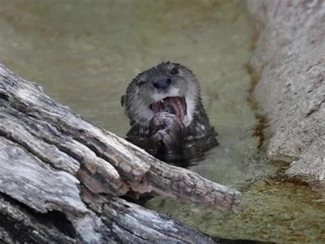 Keeping the Animals Cool - Phoenix Zoo